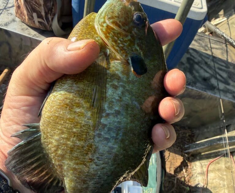 The Pan Fish Most People Miss Red Eared Sunfish AKA Shellcrackers or Chinquapins