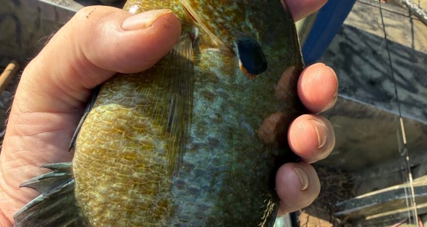 The Pan Fish Most People Miss Red Eared Sunfish AKA Shellcrackers or Chinquapins